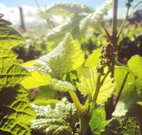 Punt Road Winery - Accommodation Yamba