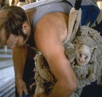 Kuriong Sheep Station - Accommodation Yamba