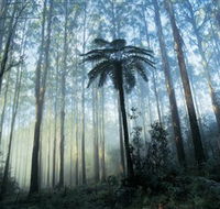 Yarra Ranges National Park - Accommodation Yamba