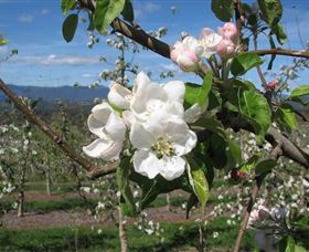 Batlow NSW Accommodation Yamba