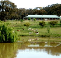 Clearview Alpacas - Accommodation Yamba