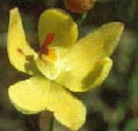 Langwarrin Flora and Fauna Reserve - Accommodation Yamba