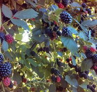 Gunnadoo Berries - Accommodation Yamba