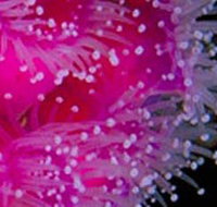 Yaringa Marine National Park - Accommodation Yamba