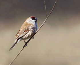 Capertee Valley Bird Trail - Accommodation Yamba 3