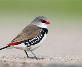 Capertee Valley Bird Trail - Accommodation Yamba 1