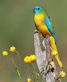 Capertee Valley Bird Trail - Accommodation Yamba 5