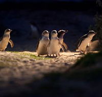 Phillip Island Nature Parks - Accommodation Yamba