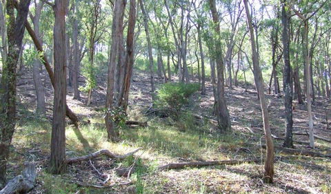 Burning Mountain Nature Reserve - Accommodation Yamba 3