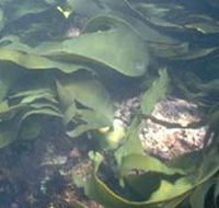Churchill Island Marine National Park - Accommodation Yamba