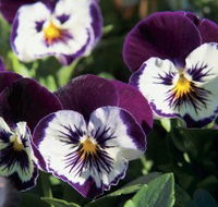 Newtown Park State Rose Garden - Accommodation Yamba
