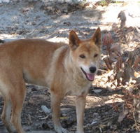 Cohunu Koala Park - Accommodation Yamba