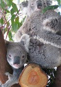 Cohunu Koala Park - Accommodation Yamba 1