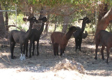 Cohunu Koala Park - Accommodation Yamba 2