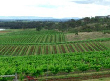 Hunter Vineyard Tours - Accommodation Yamba 2