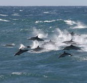 Tamboi Queen Cruises - Accommodation Yamba