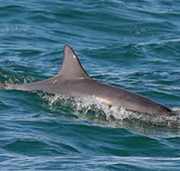 Byron Bay Dolphin Wildlife Tours - Accommodation Yamba