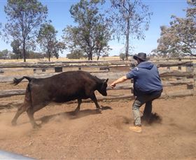 OutBackPackers - Accommodation Yamba 3