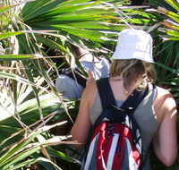 Palm Jungle loop track - Accommodation Yamba