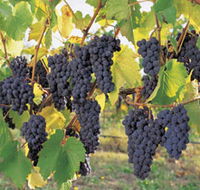 Hills Short Wine and Food Trail - Accommodation Yamba