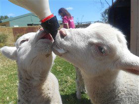Animal Farm Goolwa - Accommodation Yamba 1