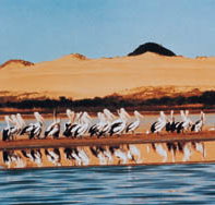 Coorong National Park - Accommodation Yamba