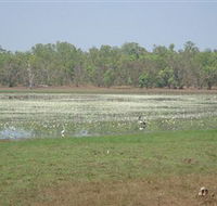 Leaning Tree Lagoon Nature Park - Accommodation Yamba
