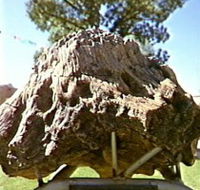 Fossilised Tree - Accommodation Yamba