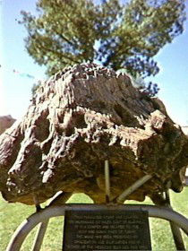 Fossilised Tree - Accommodation Yamba 0