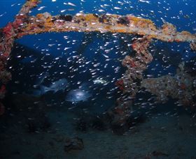 Lady Bowen Dive Site - Accommodation Yamba 1