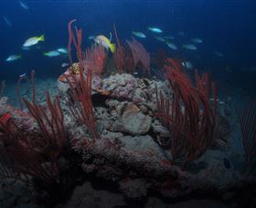 Lady Bowen Dive Site - Accommodation Yamba 3