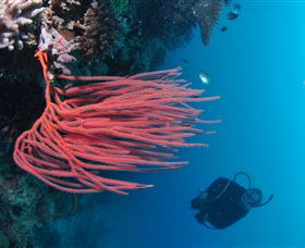 Eddy Reef Dive Site - Accommodation Yamba 0