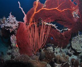 Eddy Reef Dive Site - Accommodation Yamba 2