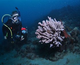 Eddy Reef Dive Site - Accommodation Yamba 1