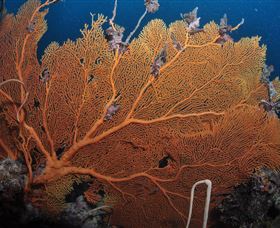 Eddy Reef Dive Site - Accommodation Yamba 3