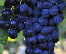 De Bortoli Wines Bilbul - Accommodation Yamba 0