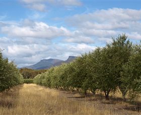 Red Rock Olives - Accommodation Yamba 1