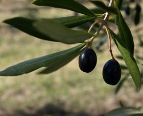 Red Rock Olives - Accommodation Yamba 0