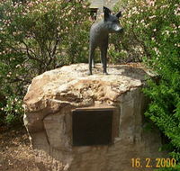 Dingo Statue - Accommodation Yamba