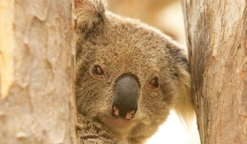 Murrumbidgee Valley National Park - Accommodation Yamba 2