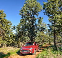 Forest drive - Accommodation Yamba
