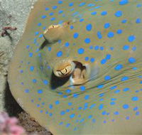 Jorgey's Patch Dive Site - Accommodation Yamba