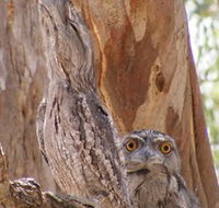 Bird Watching - Accommodation Yamba