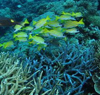 Castle Rock Dive Site - Accommodation Yamba