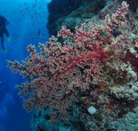Nursery Bommie Dive Site - Accommodation Yamba