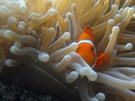 Whitsundays QLD Accommodation Yamba