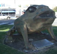 Big Cane Toad - Accommodation Yamba