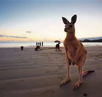 Wallabies on the Beach at Cape Hillsborough - Accommodation Yamba