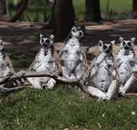 Savannah Visitor Plaza Taronga Western Plains Zoo Dubbo - Accommodation Yamba
