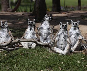 Savannah Visitor Plaza, Taronga Western Plains Zoo Dubbo - Accommodation Yamba 0